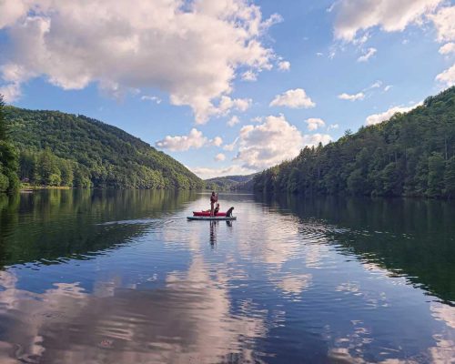 paddle board and dog on the lake